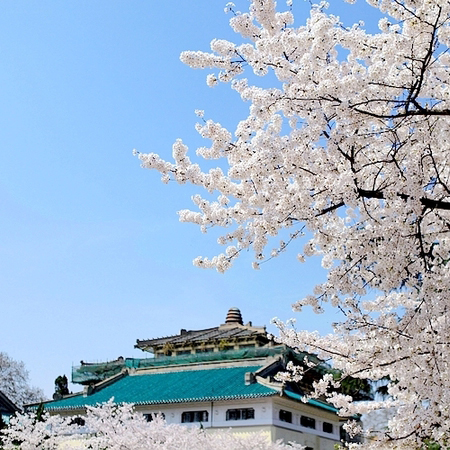 武汉大学360度全景视角带您赏樱花